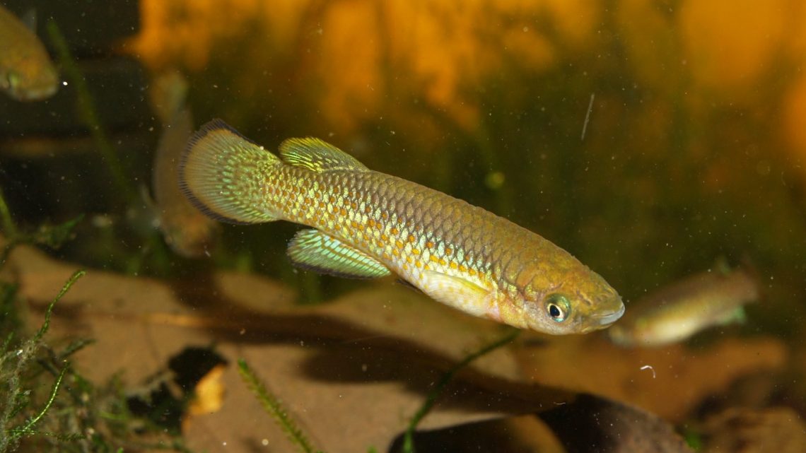 Pachypanchax playfairii