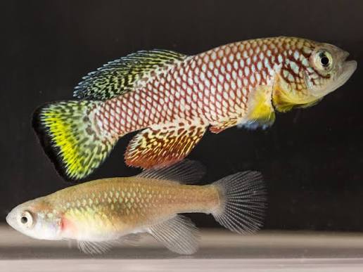 Nothobranchius furzeri