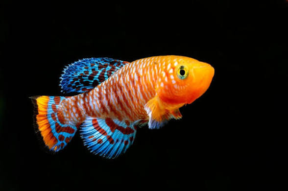 Male Nothobranchius rachovii killifish